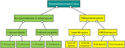 Perennial Cotton Ratoon Cultivation: A Sustainable Method for Cotton Production and Breeding